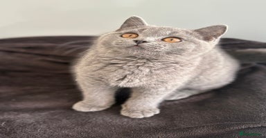 British Shorthair cats - Advert 4