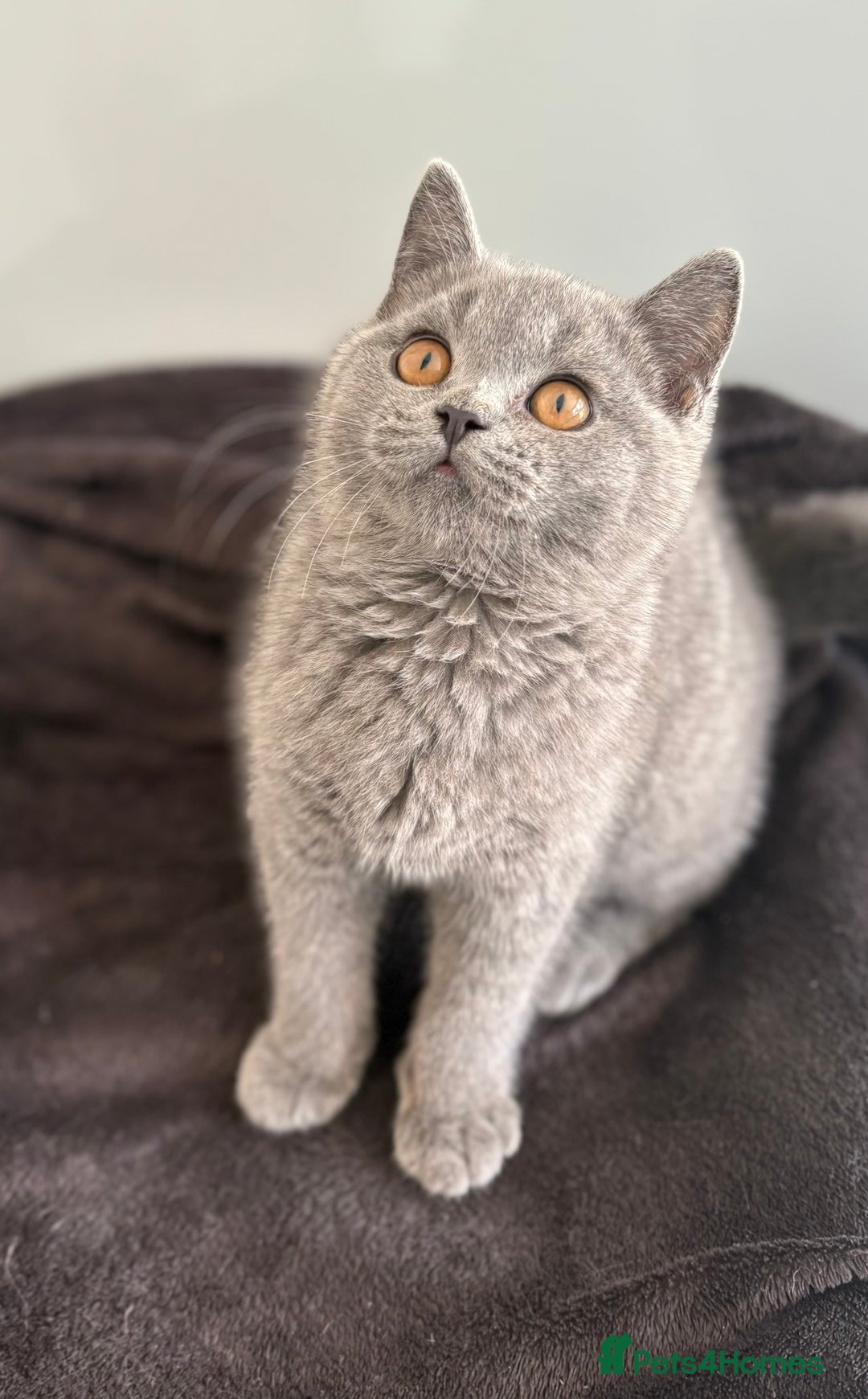 British Shorthair cats for sale: Stunning blue British shorthair kittens - Image 2