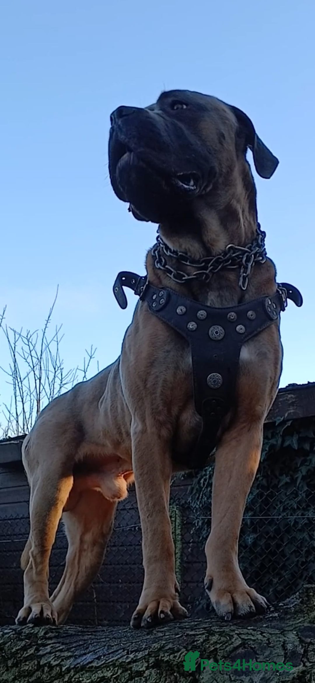 Cane Corso dogs for stud: Russian/Slovak blood cane corso stud - Advert 5