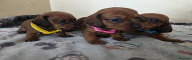 Miniature Dachshund Puppy 3