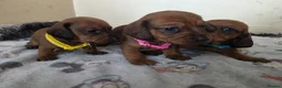 Miniature Dachshund dogs for sale: Miniature dachshund  - Advert 6