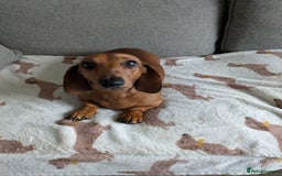 Miniature Dachshund dogs for sale: Lovely Miniature Dachshund  - Advert 3