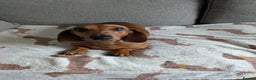 Miniature Dachshund dogs for sale: Lovely Miniature Dachshund  - Advert 3