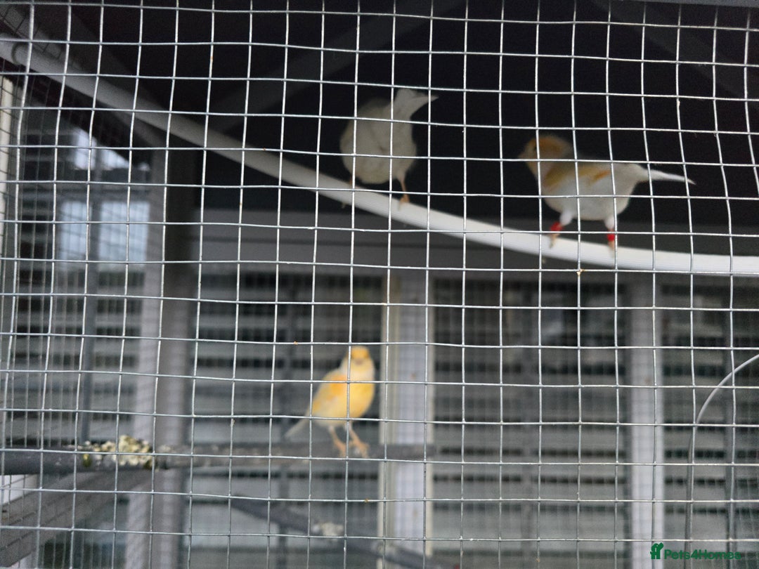 Canaries birds for sale: Canaries for rehoming  - Advert 8
