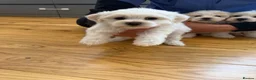 Bichon Frise dogs for sale: Bichon Maltese  - Advert 13