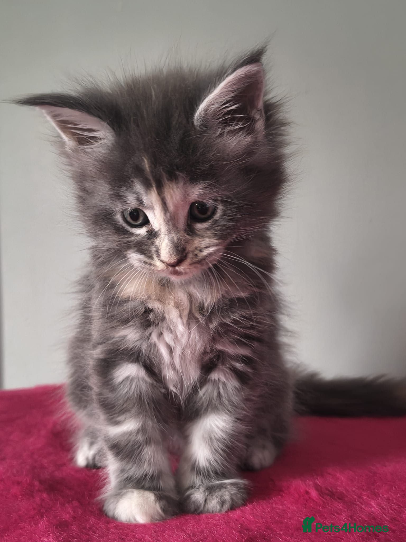 Maine Coon cats Tica registered Maine coon kittens - Advert 1
