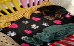 Dachshund dogs for sale: Dachshunds - Image 9