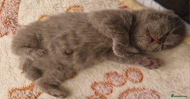 British Shorthair cats - Advert 10