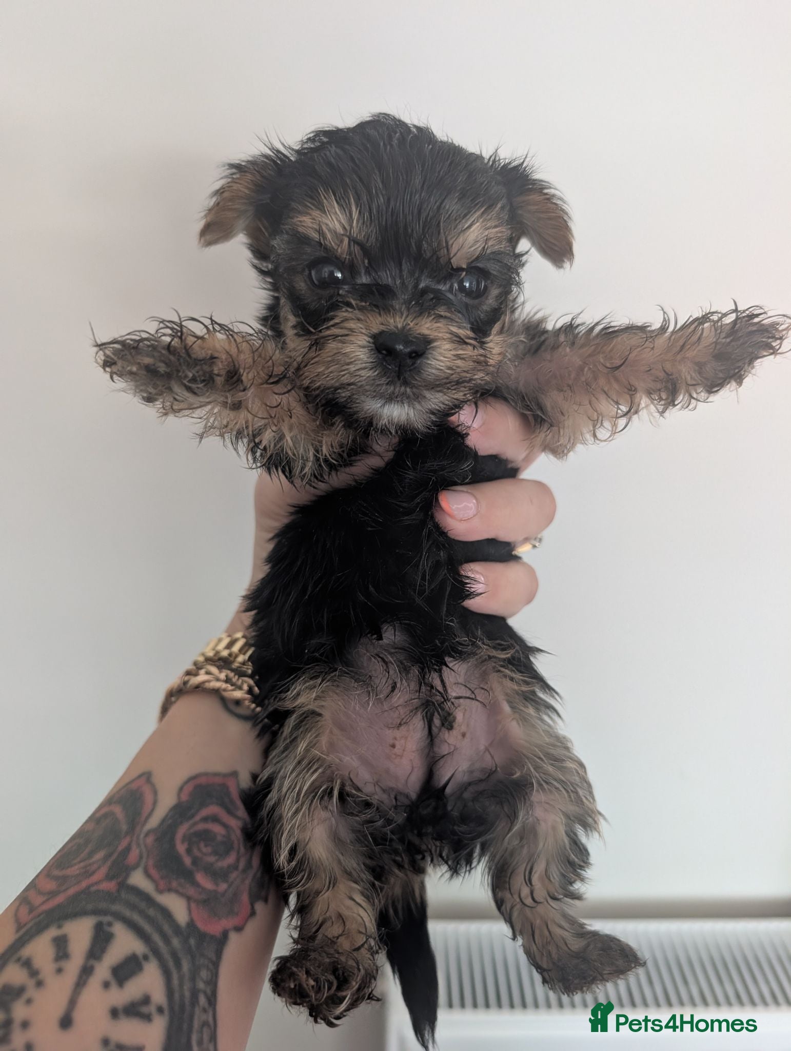 Yorkshire Terrier dogs 3 male pedigree Yorkshire terriers for sale - Advert 9