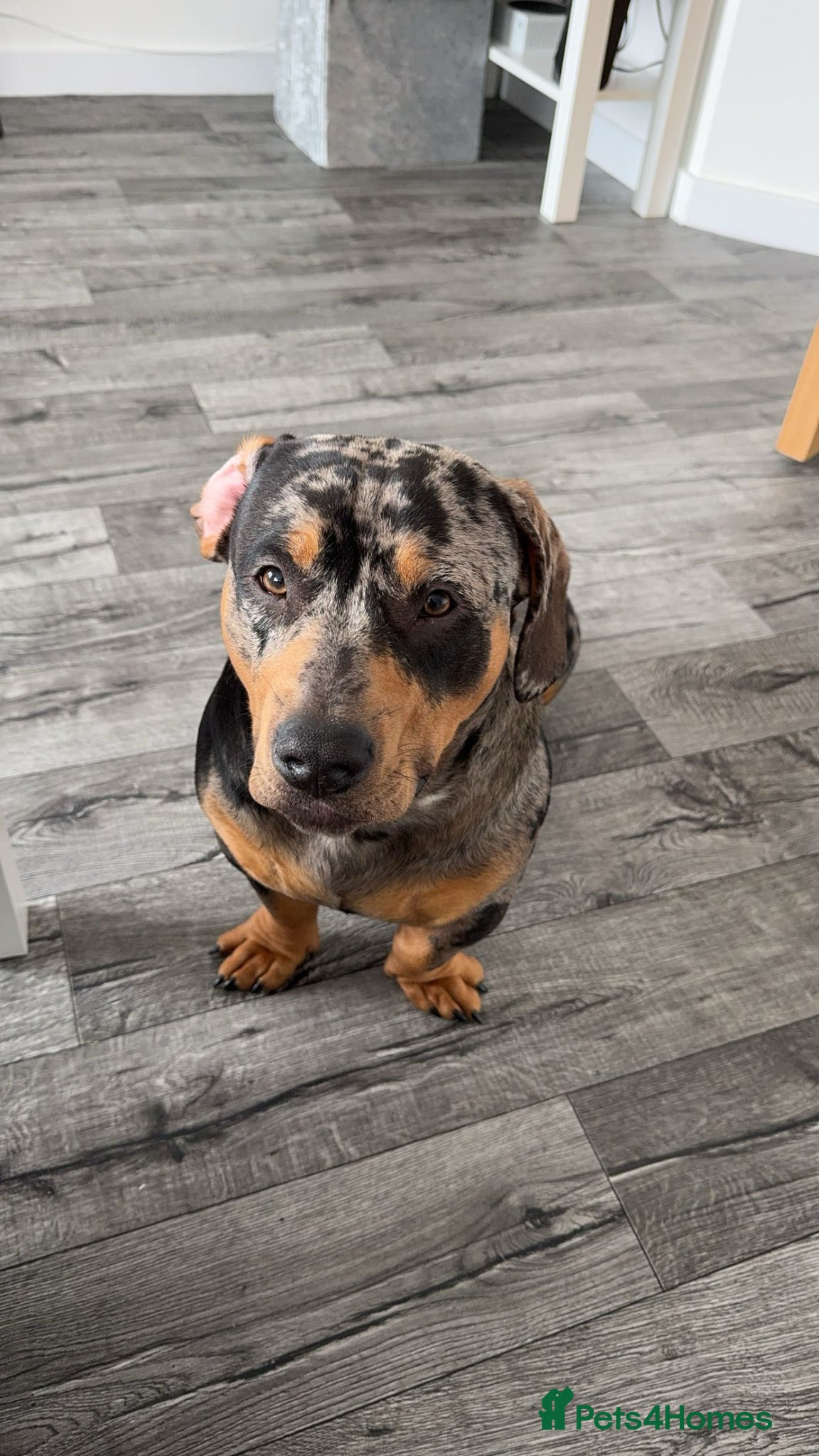 Mixed Breed dogs For stud  - Advert 10