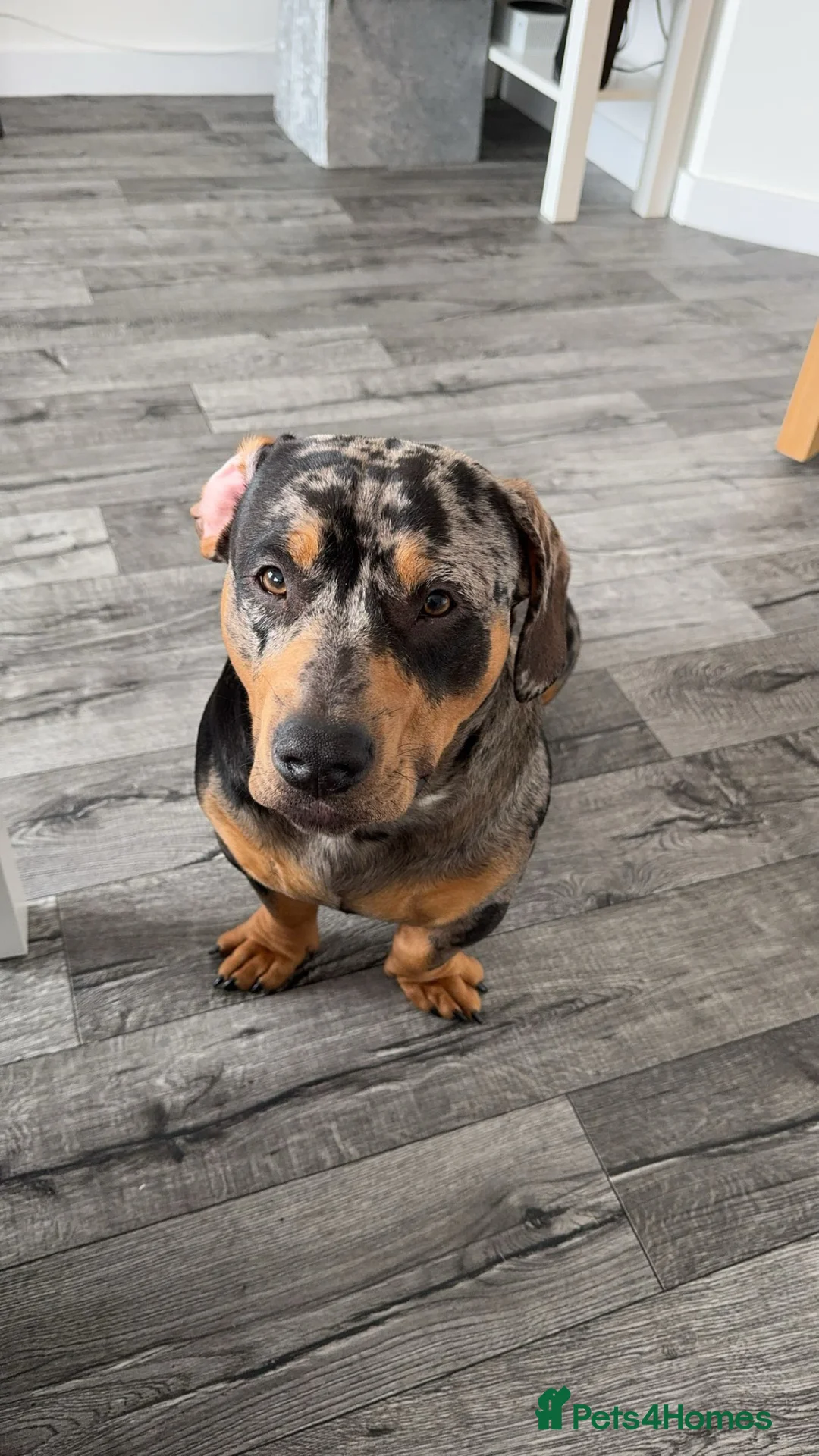 Mixed Breed dogs for stud: For stud  in Port Glasgow - Advert 1