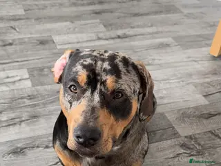 Mixed Breed dogs For stud - Advert 10