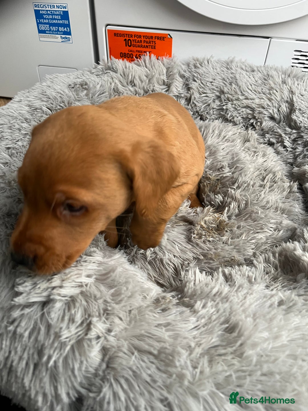 Labrador Retriever dogs for sale: Labrador puppies - Advert 5