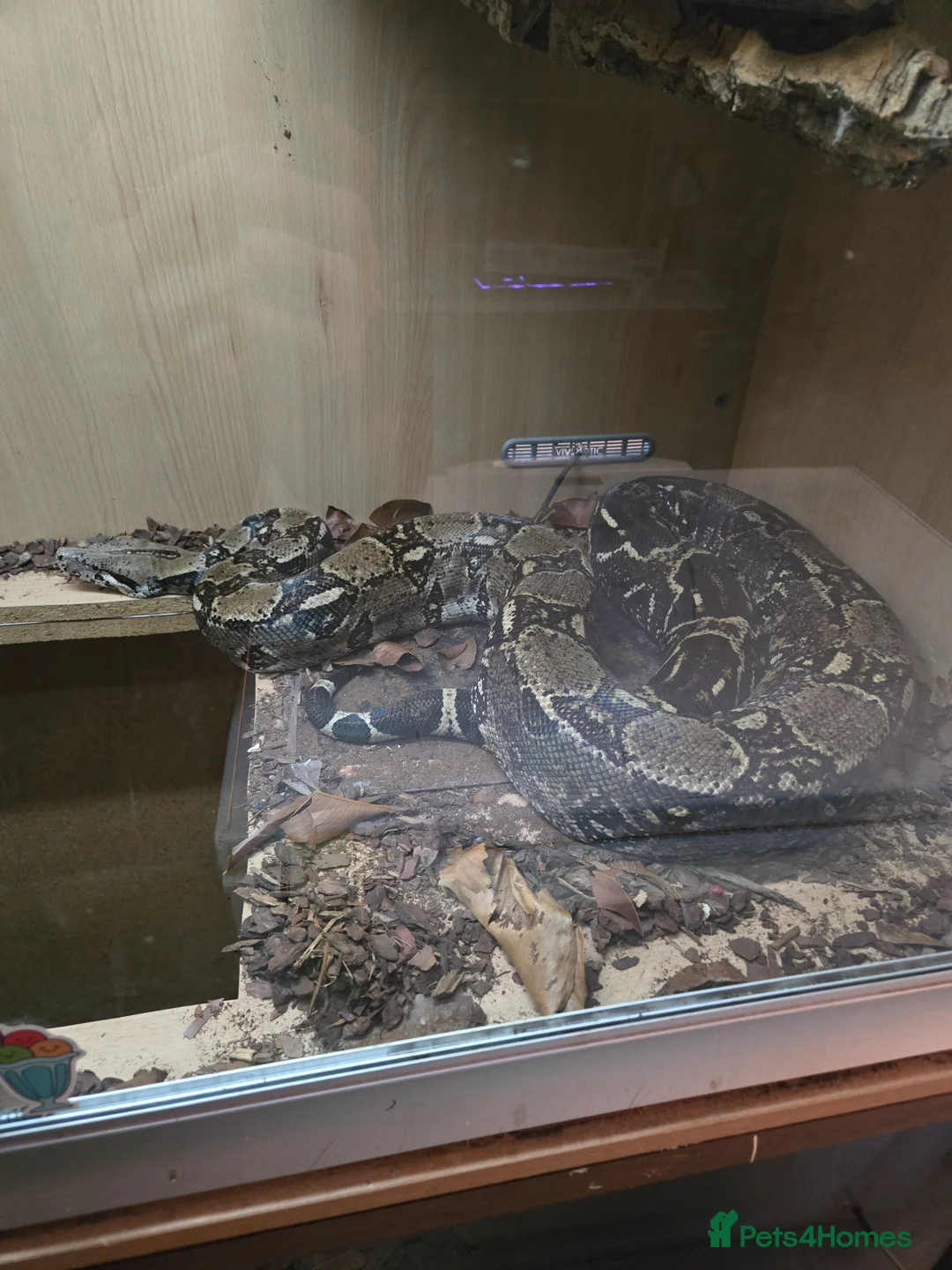 Boa Snake reptiles for sale: Boa for rehoming - Advert 2