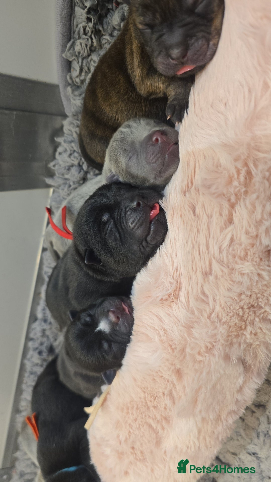 Mixed Breed dogs for sale: Chaffy puppies - Image 7