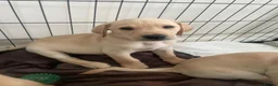 Labrador Retriever dogs for sale: 8 gorgeous Labrador puppies  - Advert 4