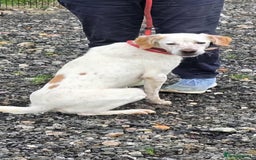 Mixed Breed dogs for adoption: JONNY - Image 9