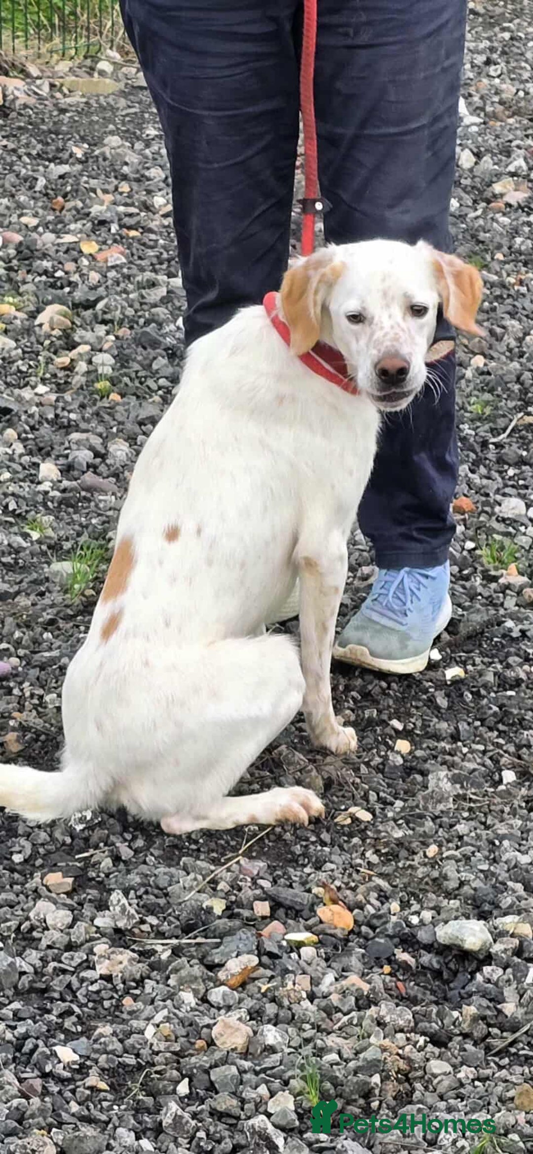 Mixed Breed dogs for adoption: JONNY - Image 9