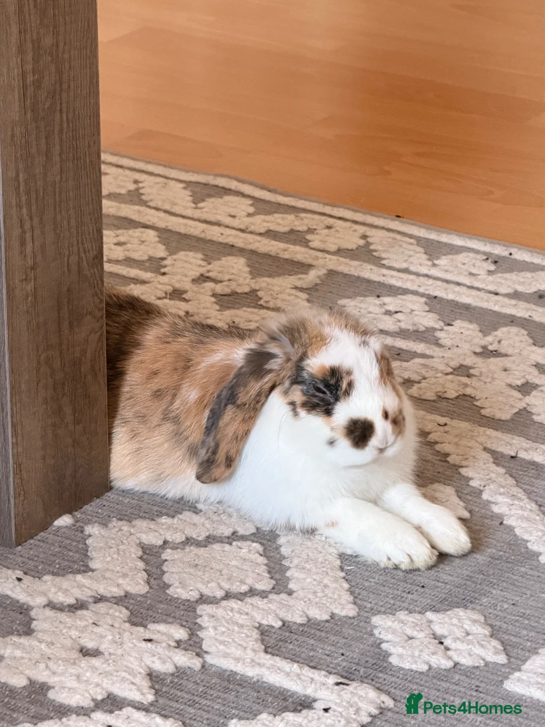 Mini Lop rabbits for sale: Beautiful Male Mini Lop in Basingstoke - Advert 2