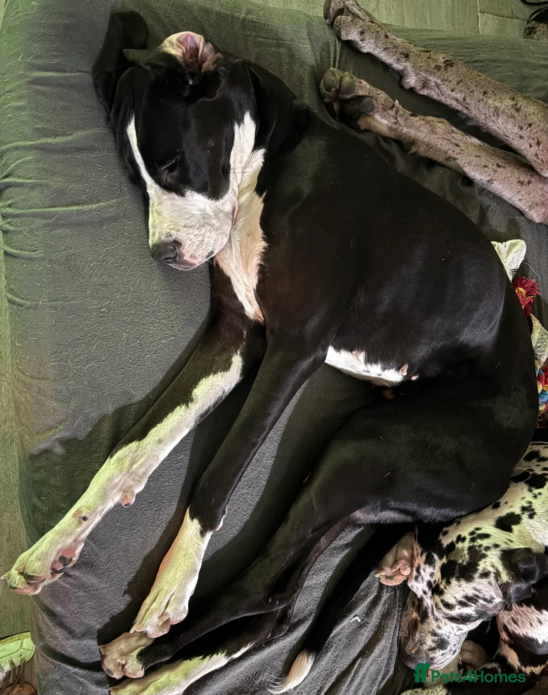 Great Dane dogs for sale: 🏡 Beautiful 13-Month-Old Mantle Great Dane 🤍🖤 - Advert 4