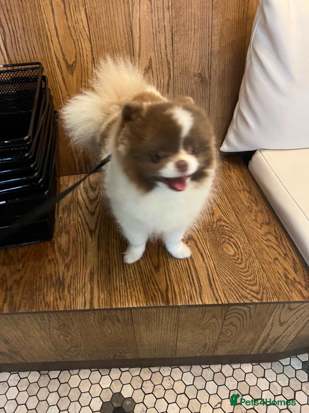 Pomeranian dogs for sale: Ready in 3 weeks! Two Beautiful teddy bear faces🐻 - Advert 19