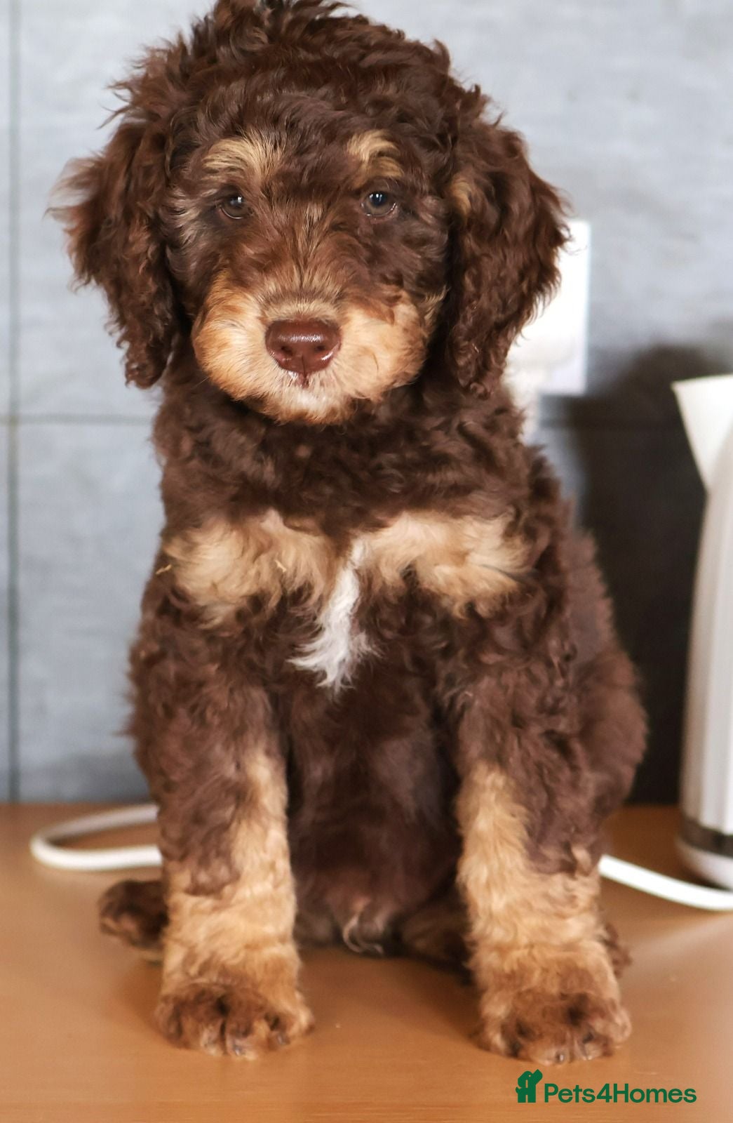 Labradoodle dogs Ready now , first vaccine complete & health check  - Advert 1