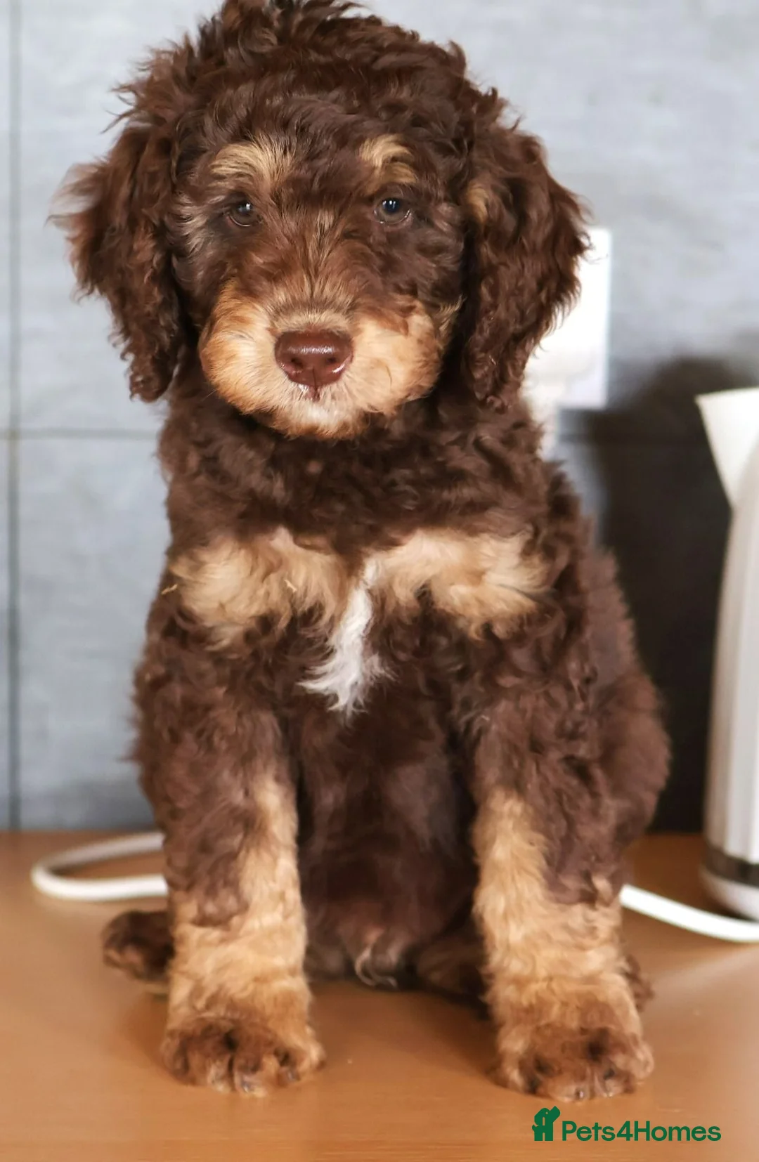 Labradoodle dogs for sale: Ready now , first vaccine complete & health check  - Advert 1