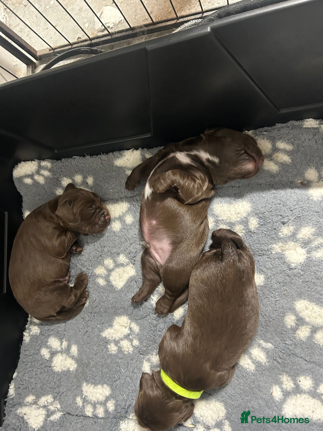 Sprocker dogs for sale: 3 Gorgeous brown sprokers boy puppies  - Image 6