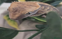 Gecko reptiles for sale: Crested Gecko Babies Baby Reptile  - Image 3