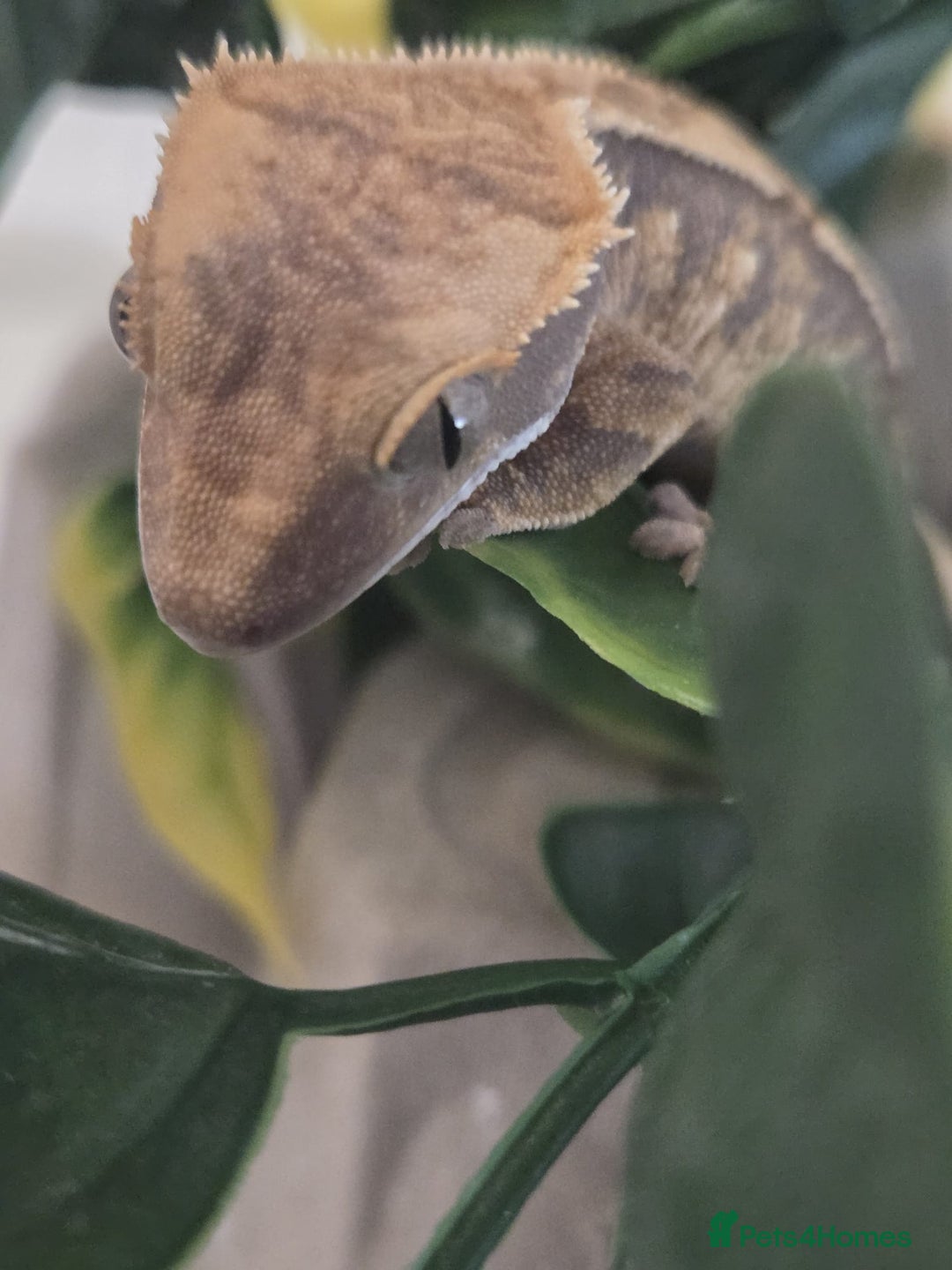 Gecko reptiles for sale: Crested Gecko Babies Baby Reptile  - Image 3