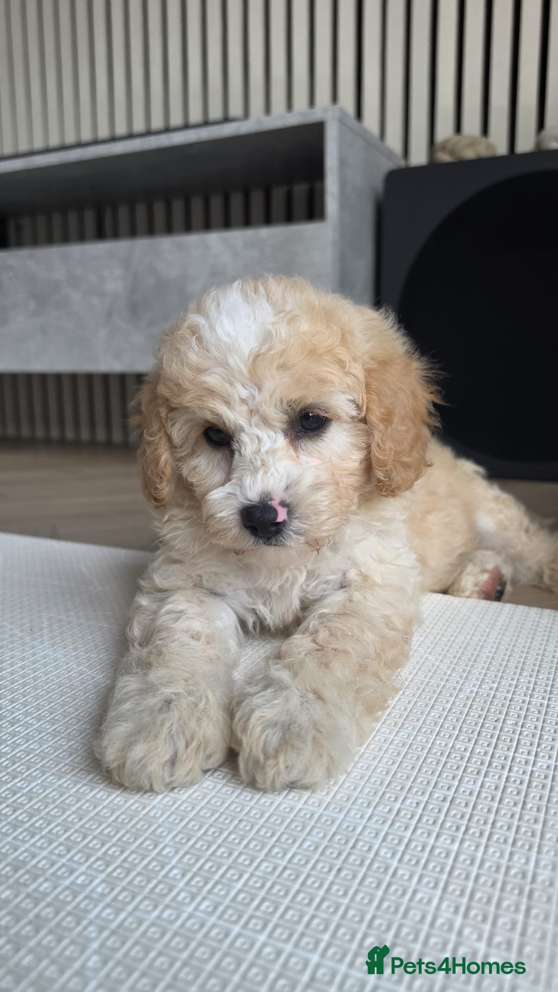 Cavapoo dogs for sale: DNA health tested Miniature Cavapoo boy 💙 - Advert 3