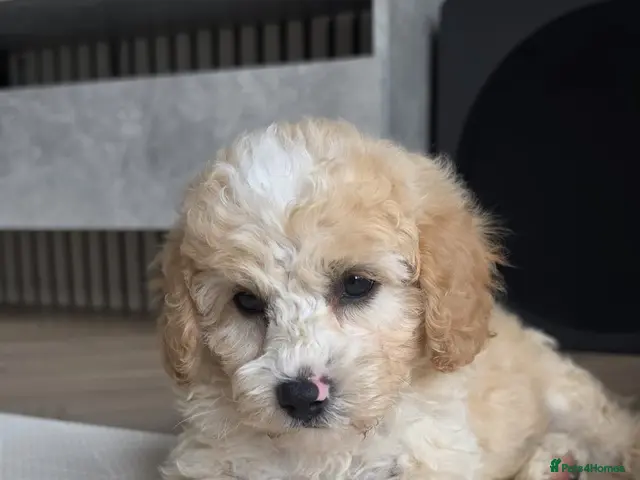 Cavapoo dogs for sale: DNA health tested Miniature Cavapoo boy 💙 - Advert 3
