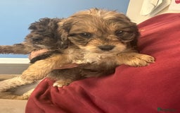 Cockapoo dogs for sale: Cockapoo puppies ready now  - Advert 2