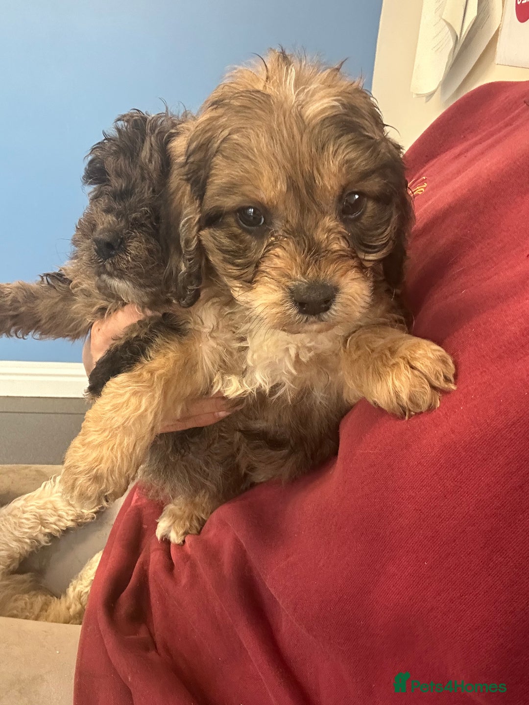 Cockapoo dogs for sale: Cockapoo puppies ready now  - Advert 2