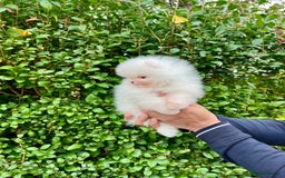 Pomeranian dogs for sale: Teddy face🐼Top quality🏆Very Tiny  - Image 4