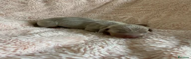 Miniature Dachshund Puppy 3