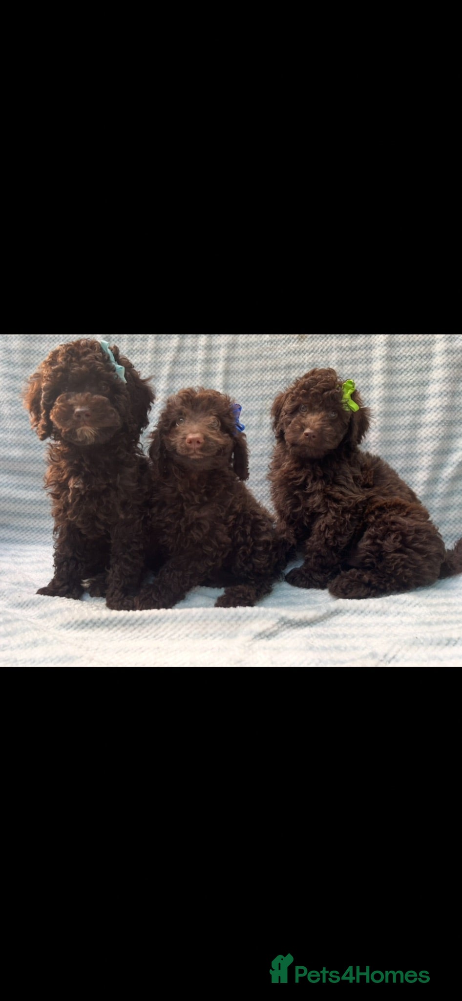 Cockapoo dogs CHOCOLATE COCKAPOOS BOYS PUPPYS PRA CLEAR - Advert 1