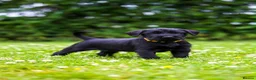 Giant Schnauzer dogs for sale: TRUE QUALITY GIANT SCHNAUZER PUPPIES - Advert 12
