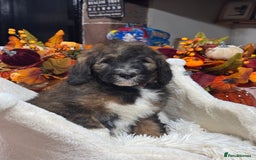 Bernedoodle dogs for sale: 5 tri colour bernedoodle puppies girls only  - Advert 1