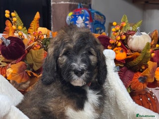 Bernedoodle dogs 5 tri colour bernedoodle puppies girls only - Advert 1