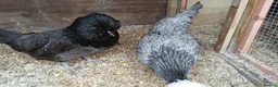 Chickens poultry for sale: 2 x polish  hens available  - Advert 6