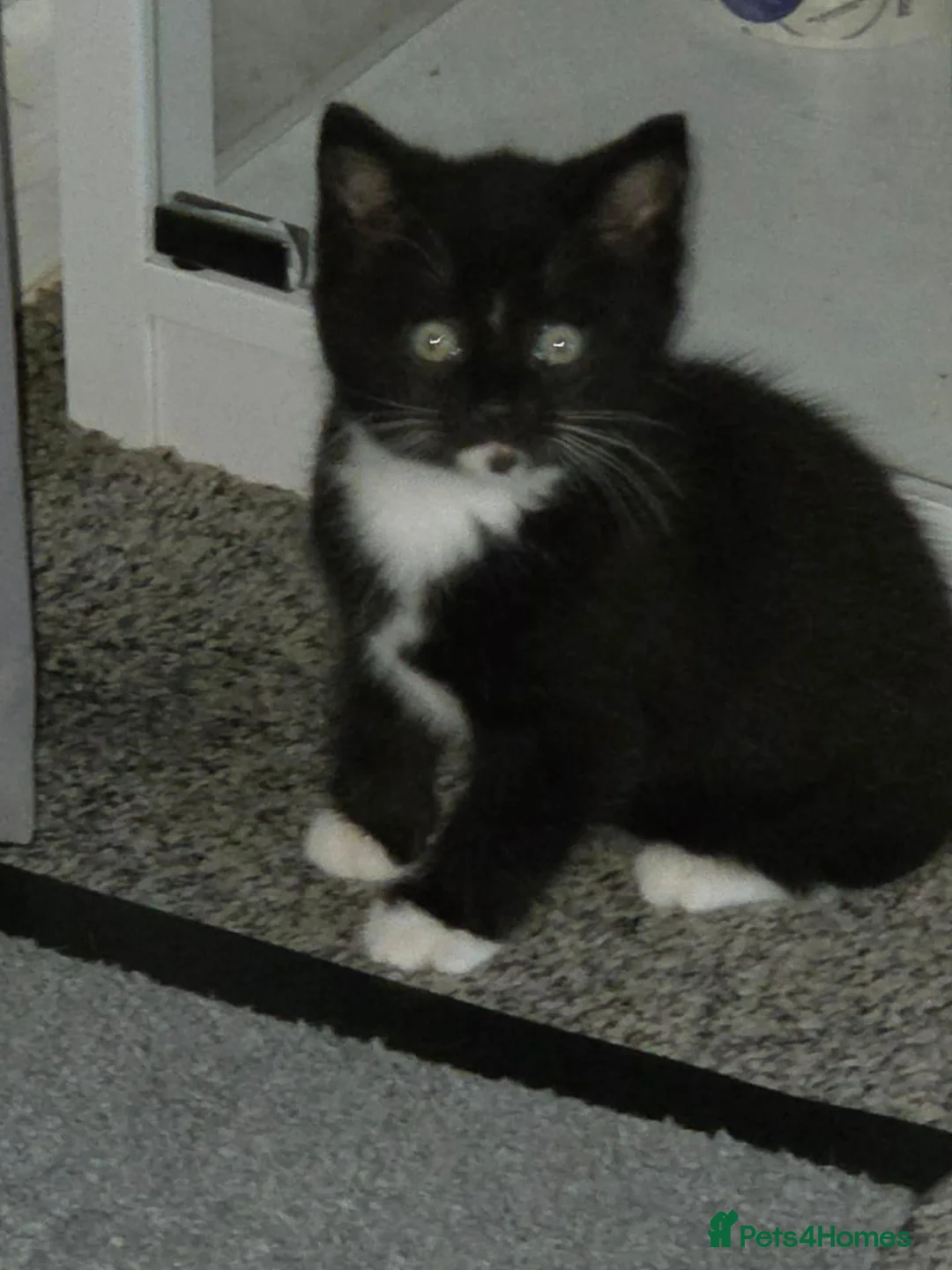 Mixed Breed cats for sale: Female kittens 9 week old - Advert 4