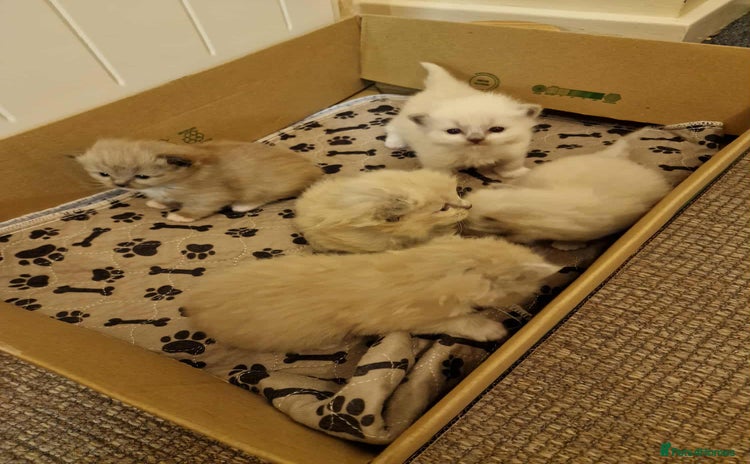 Ragdoll cats - Advert 1