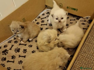 Ragdoll cats - Advert 10