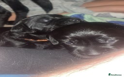 Cockerdor dogs for sale: Cocker Retriever aka Cockerdor bundles of joy - Advert 11