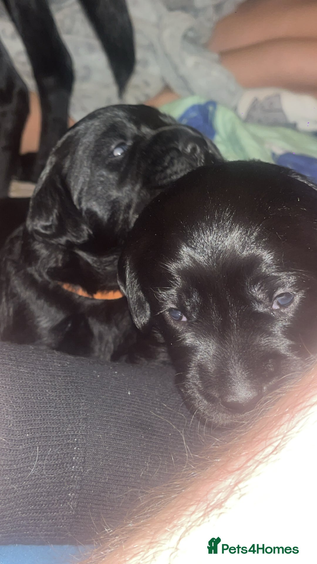 Cockerdor dogs for sale: Cocker Retriever aka Cockerdor bundles of joy - Advert 11