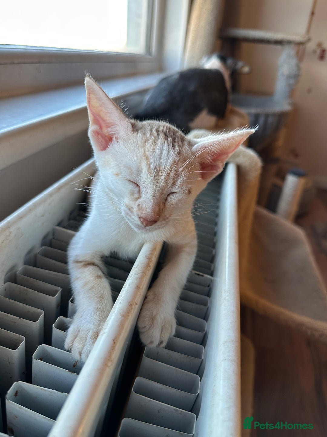 Mixed Breed cats for sale: Crossed Between Oriental short hair & White Bengal - Advert 12