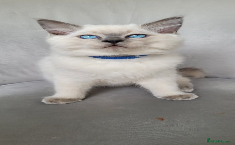 Ragdoll cats - Advert 2