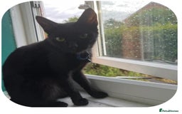 Bombay cats for sale: Bombay cat  - Image 1