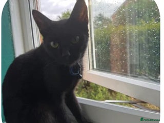 Bombay cats - Advert 3